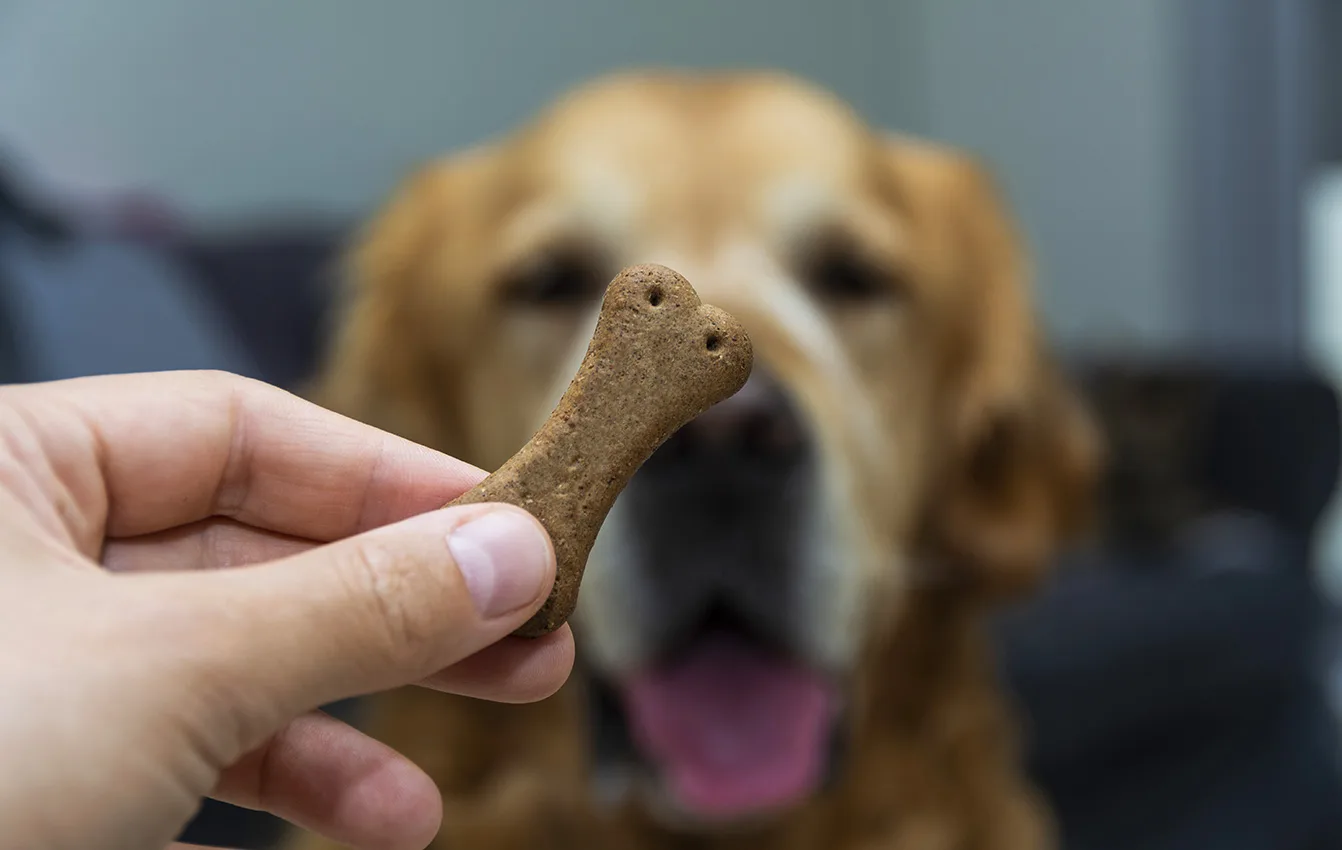 dog treats